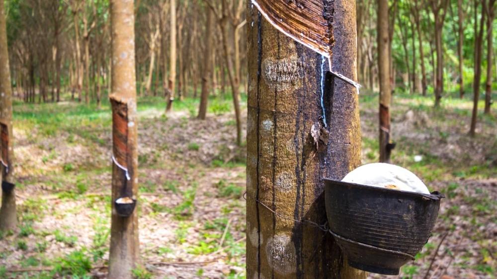Natural Rubber Harvesting Natural Rubber Harvesting