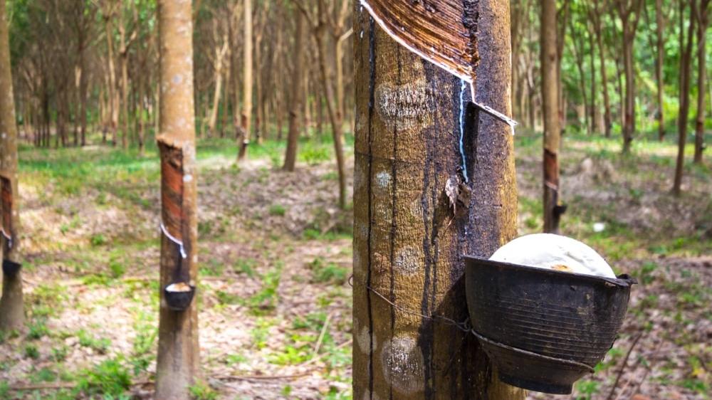 Natural Rubber Harvesting