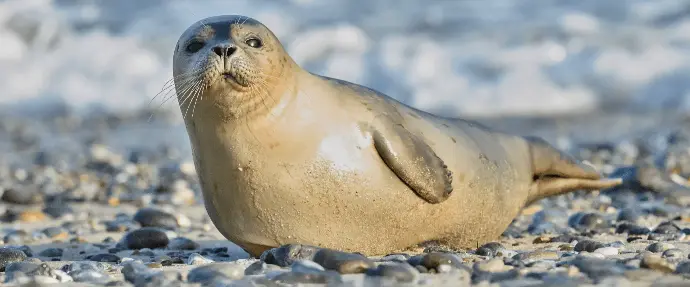 Common Seal Common Seal
